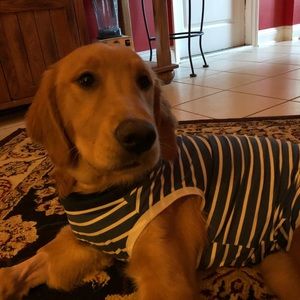 New striped recovery suit for dog